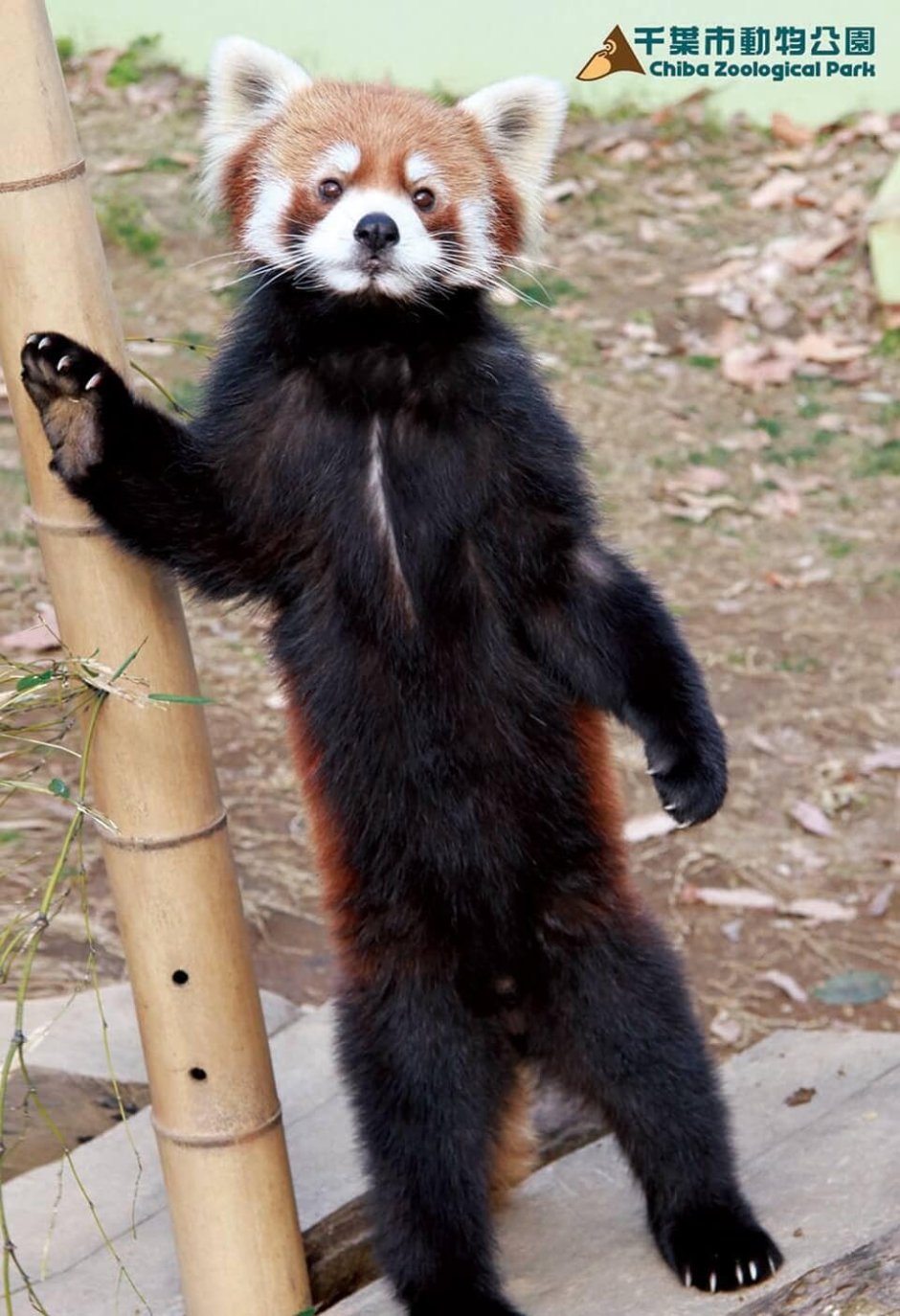 Красная Панда на задних лапочках