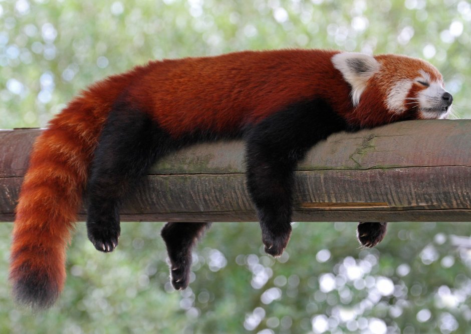 Млекопитающие красная Панда