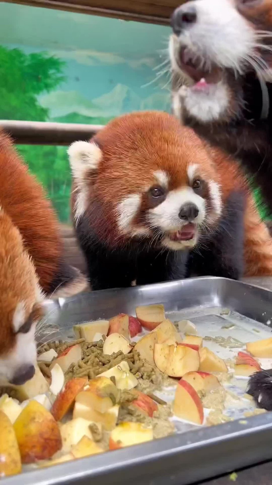 Красная Панда защищается