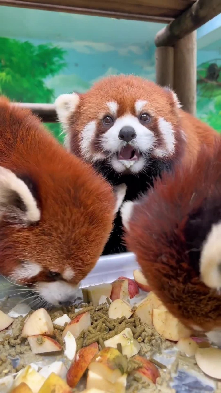 Красная Панда на задних лапах