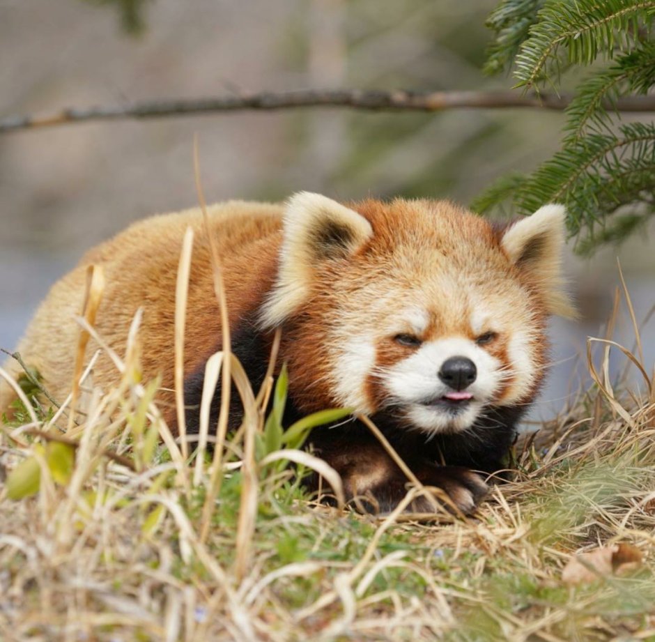 Red Panda Cub Wake