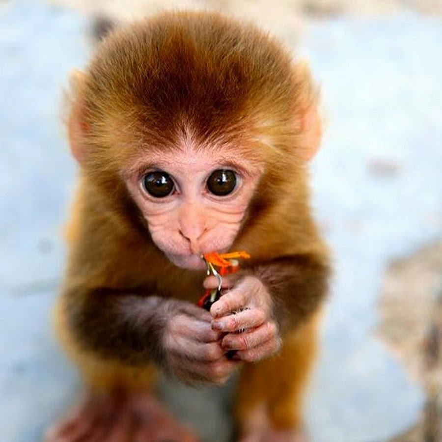 Смешные обезьяны