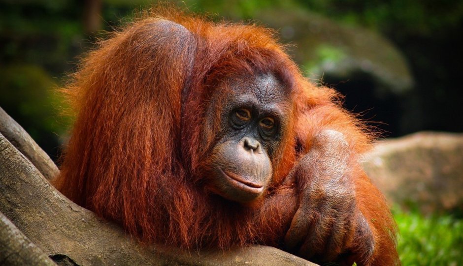 Орангутанг и Гиббон