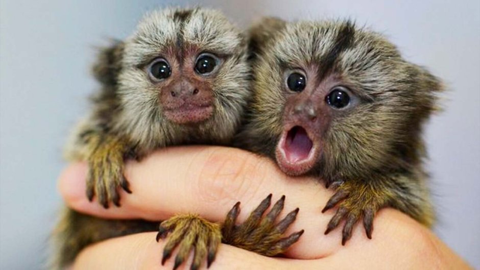 Маленькая обезьянка мармозетка