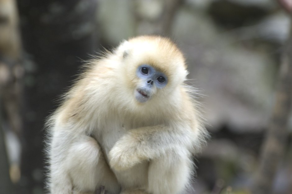 Золотистая курносая обезьяна (Рокселланов ринопитек)