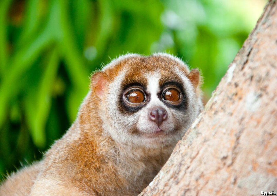 Лемур Лори толстый