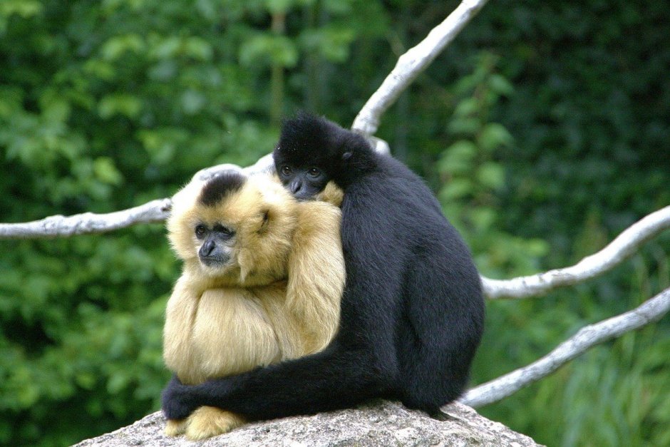 Желтощекий Гиббон