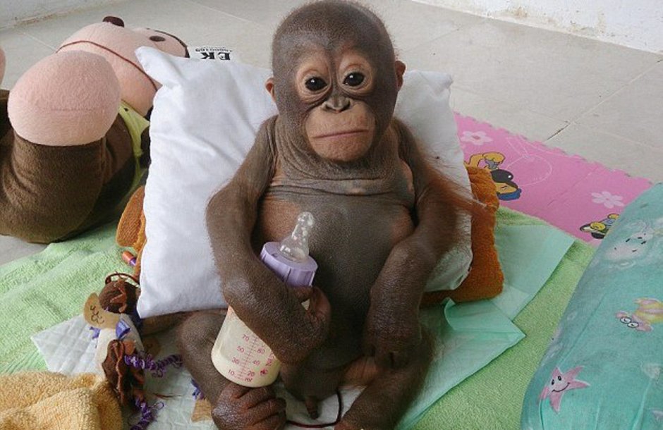 Орангутанг малыш