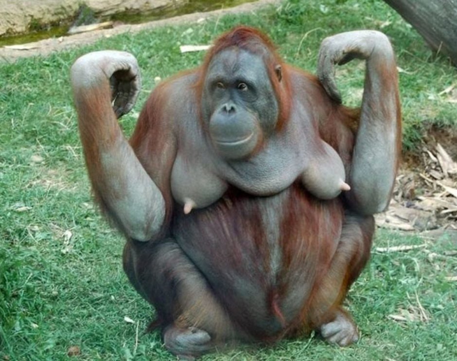 Грудь шимпанзе