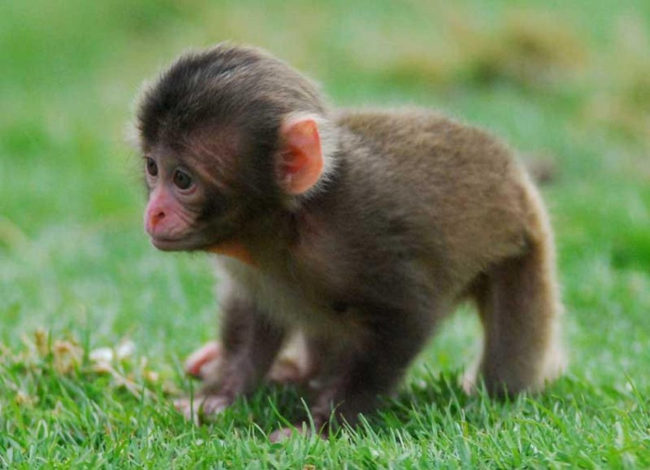 Милые обезьянки