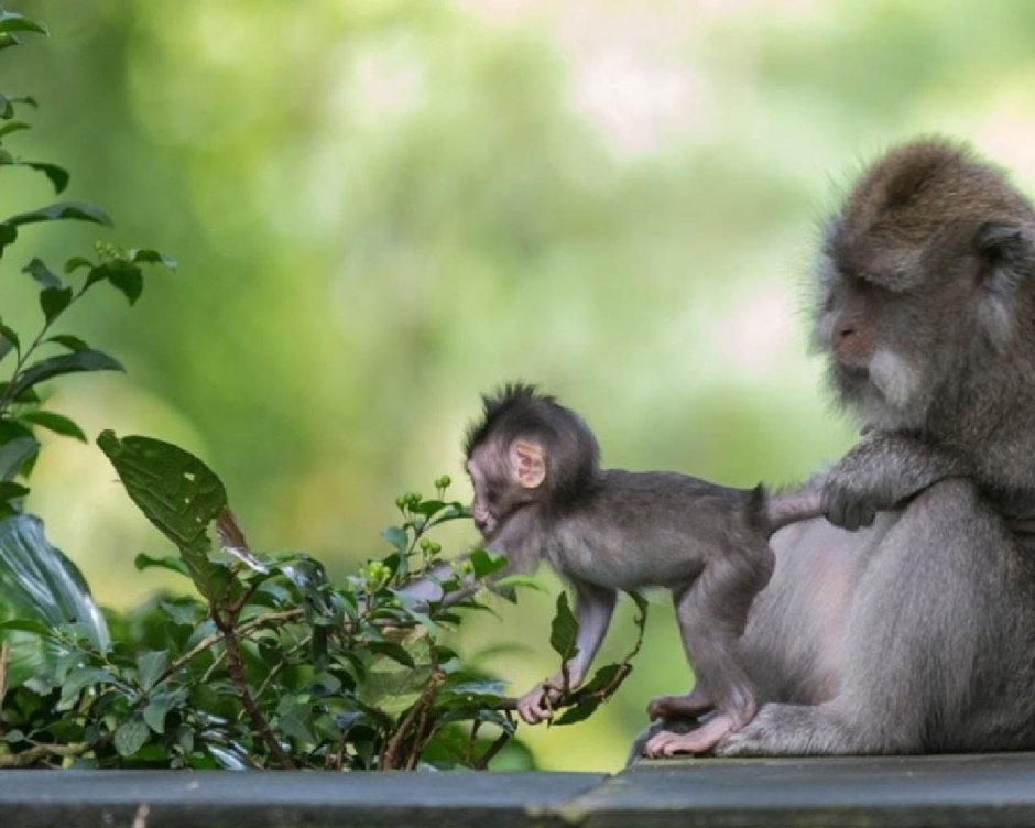 Маленькая толстая обезьяна