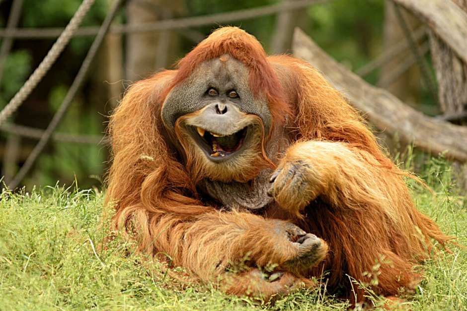 Суматранский орангутанг сила