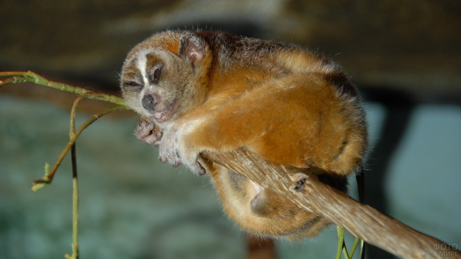 Лемур Лори спит