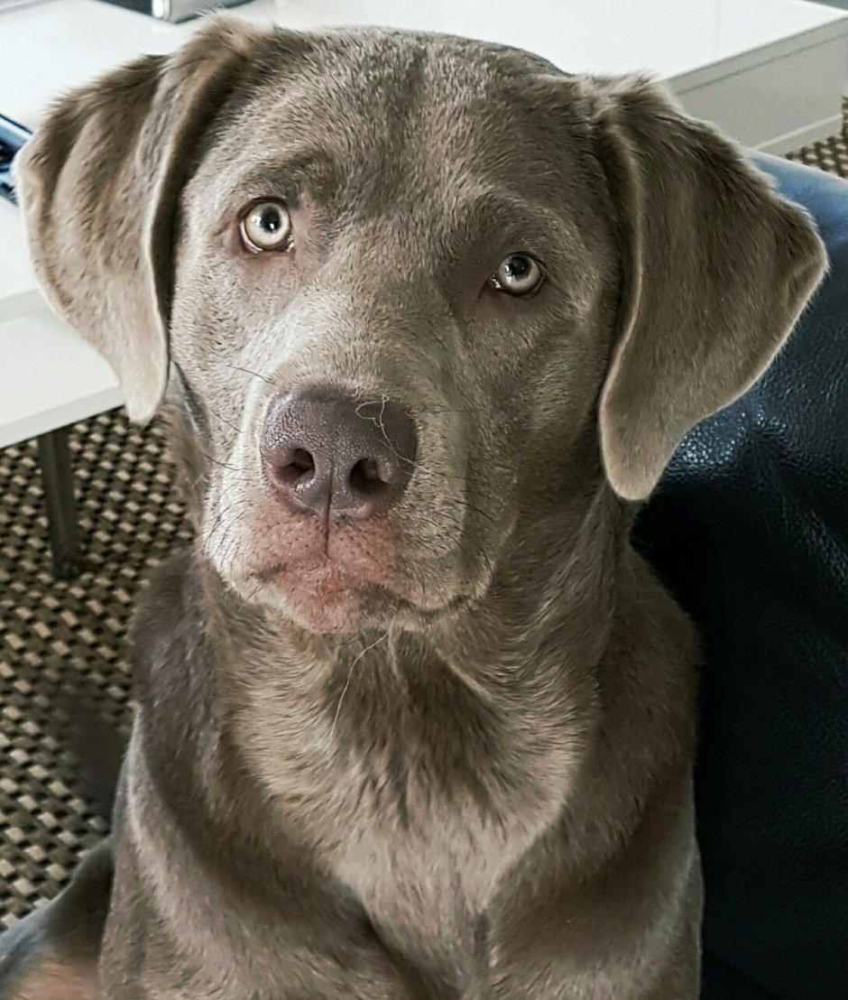 Лабрадор грей