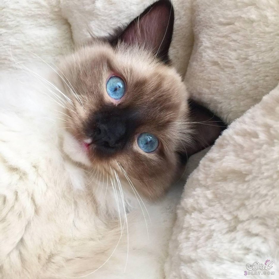 Сиамская Балинезийская кошка