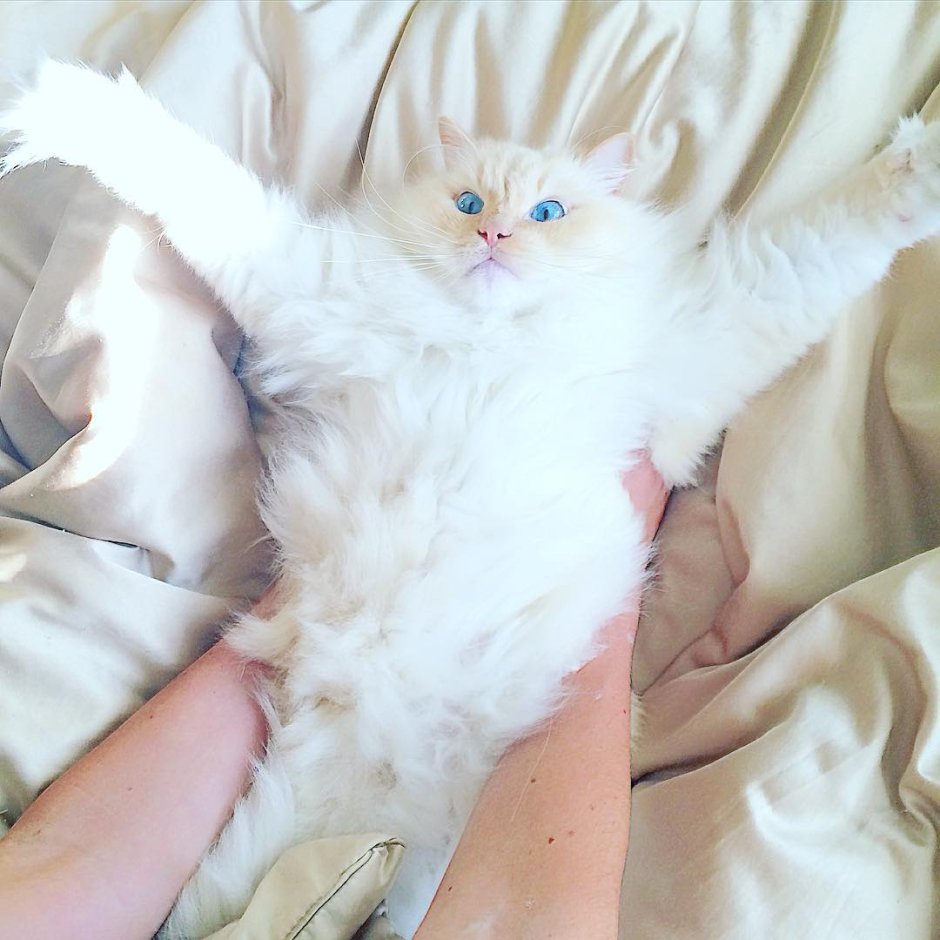 Кошка облако юмор