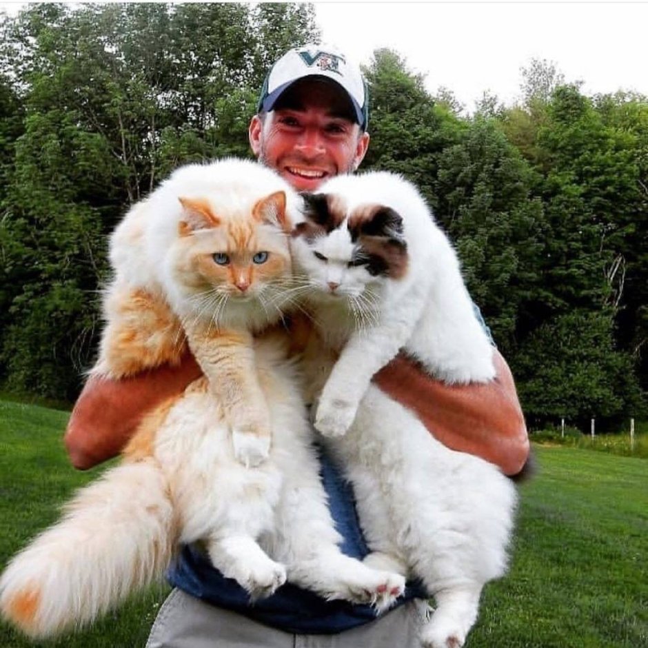 Королевский огромный кот