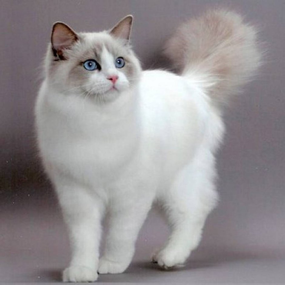 Кошка Аврора Рэгдолл