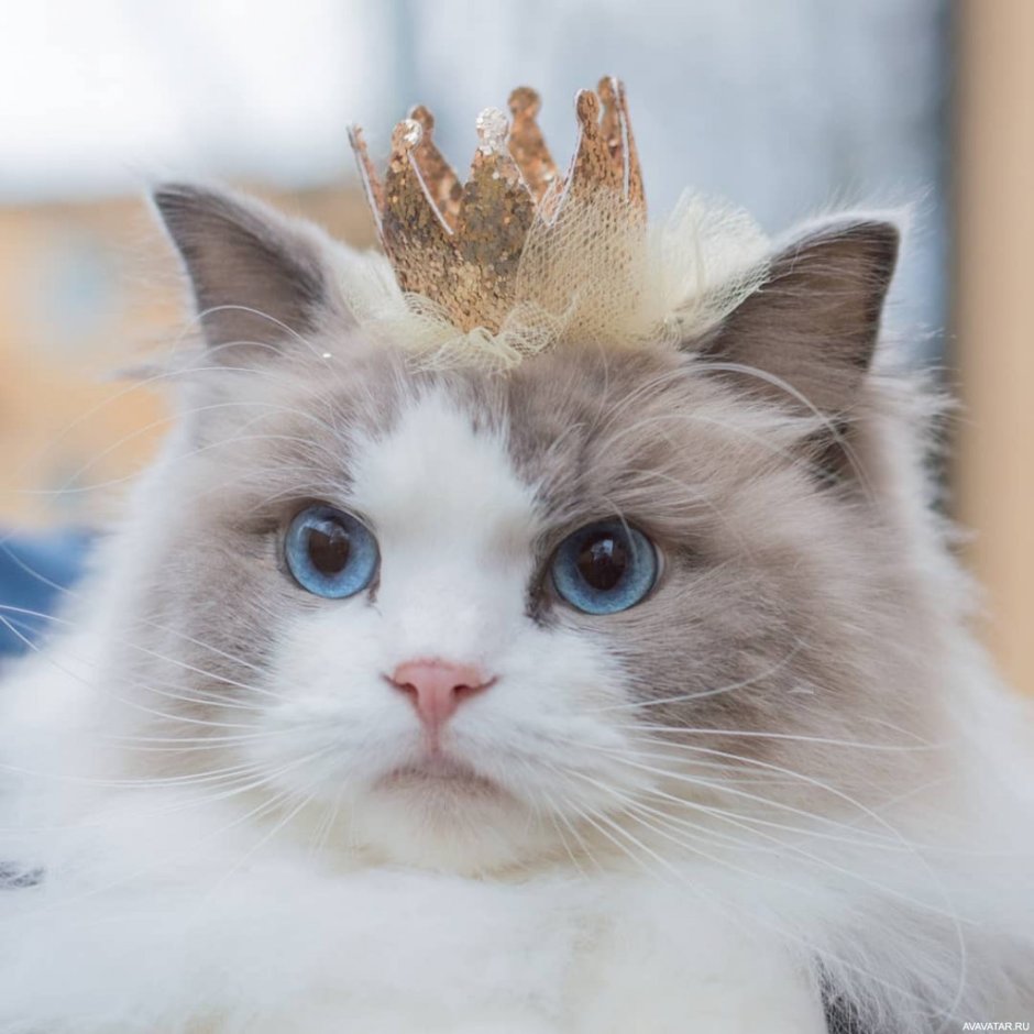 Кошка Аврора Рэгдолл