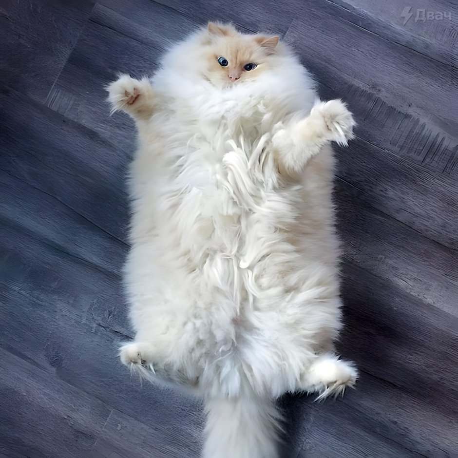 Самые пушистые кошки