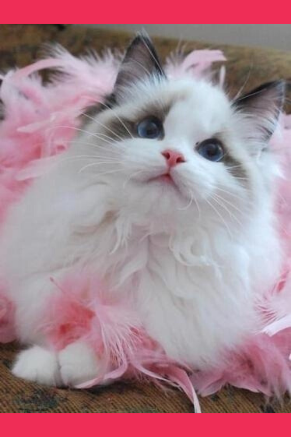 Рэгдолл котята