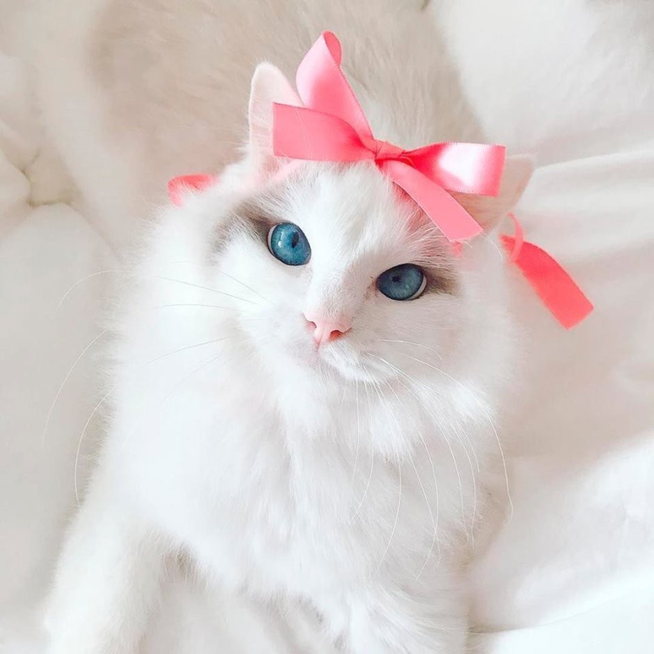Котенок с бантиком