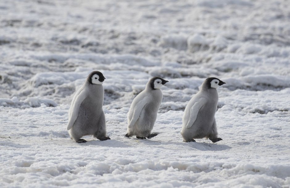 Wildlife of Antarctica
