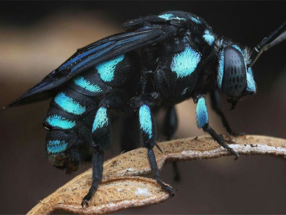 Xylocopa caerulea голубая пчела
