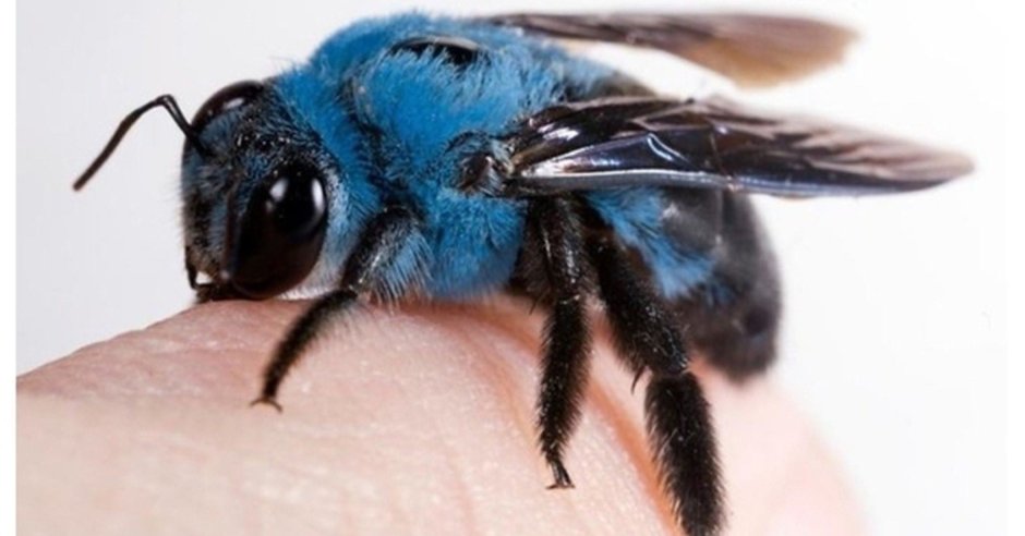 Чёрная пчела большая