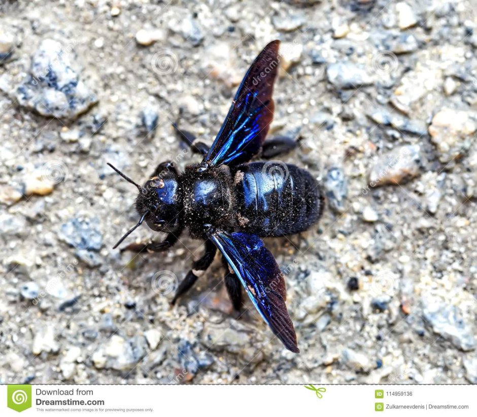 Шмель-плотник фиолетовый