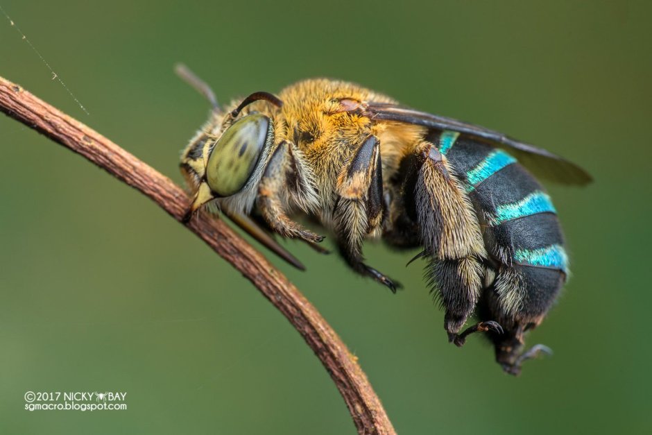 Полосатая амегилла пчела