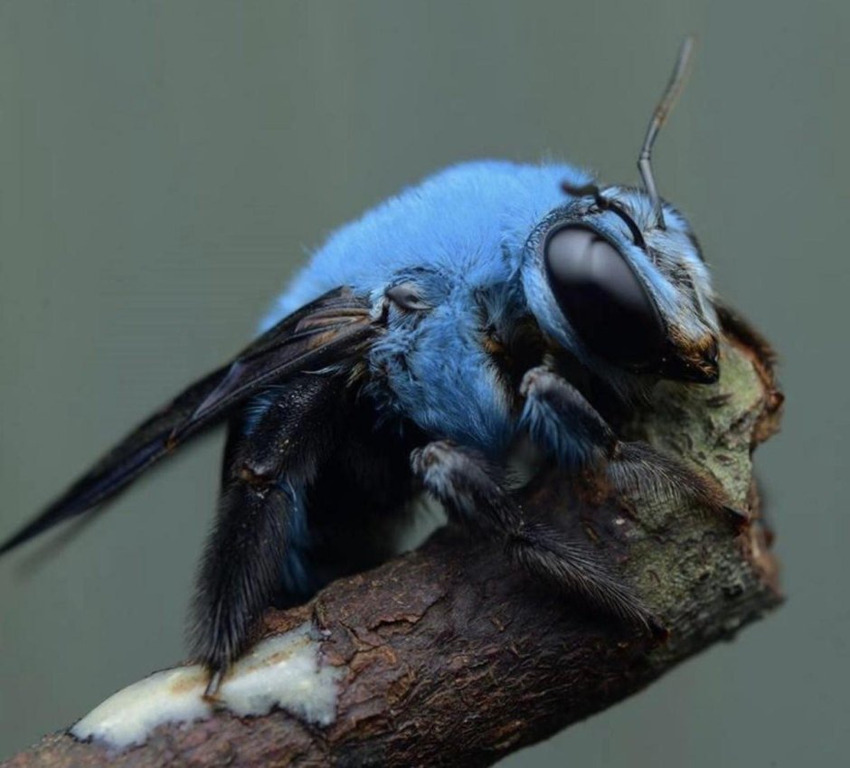 Xylocopa caerulea