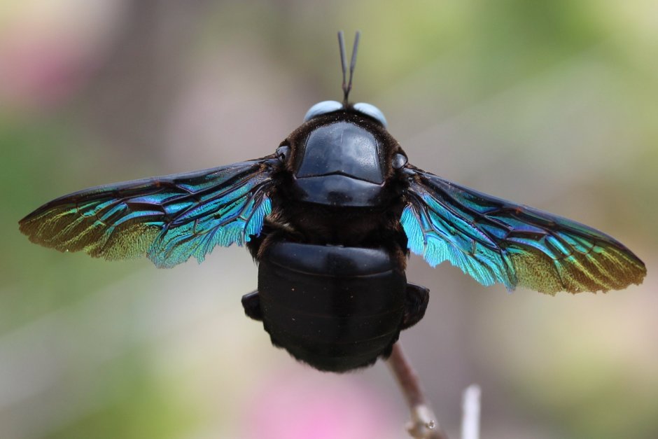 Шмель-плотник фиолетовый( Xylocopa violacea )