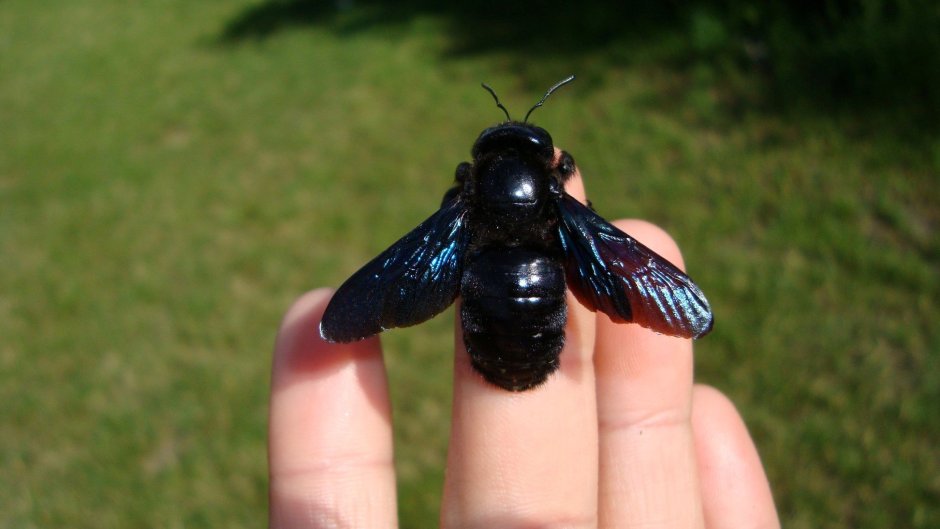 Xylocopa Rufa
