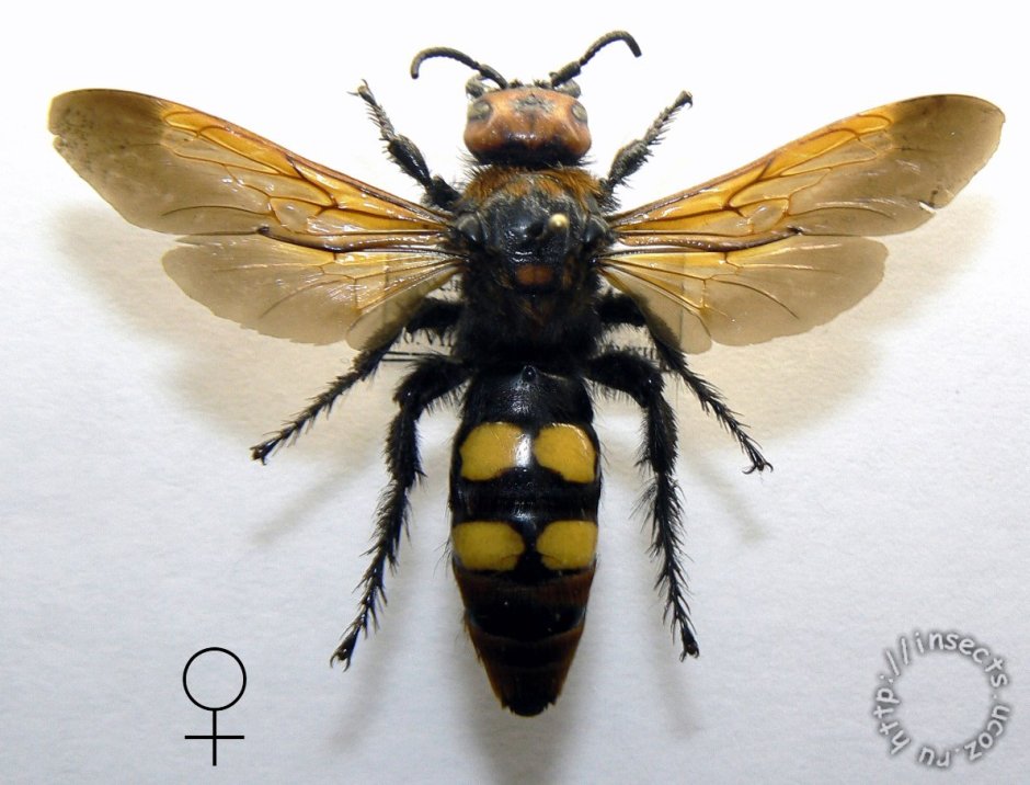 Оса Сколия гигантская