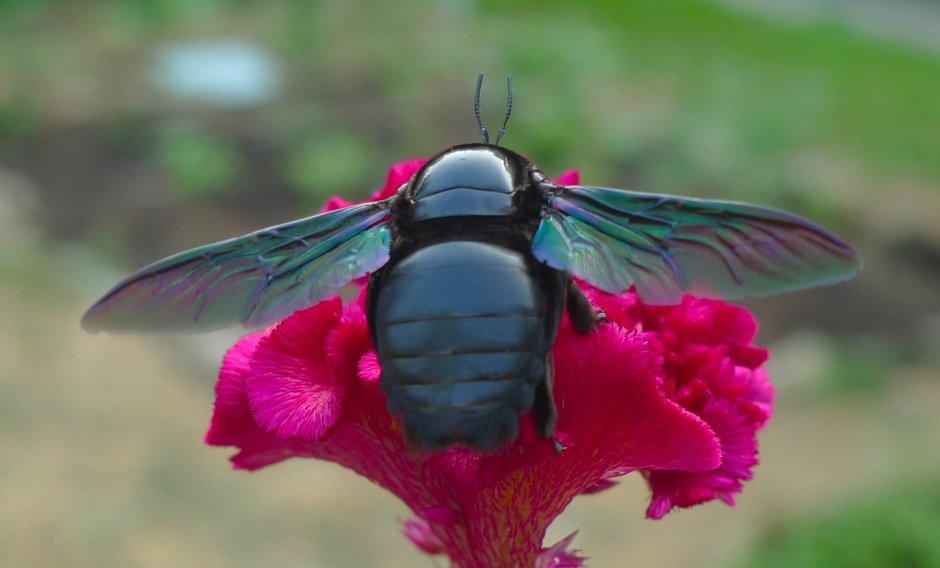 Blue Carpenter Bee