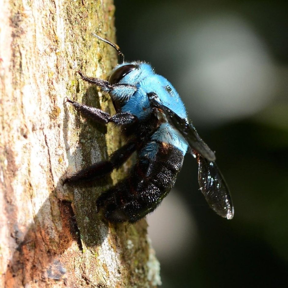 Xylocopa caerulea голубая пчела