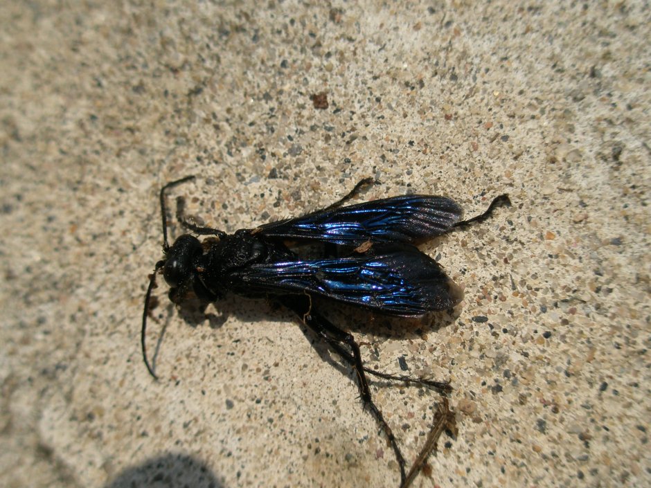 Черный Шершень