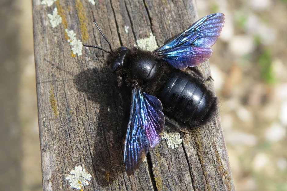 Пчела-плотник Xylocopa Valga Gerstaecker, 1872