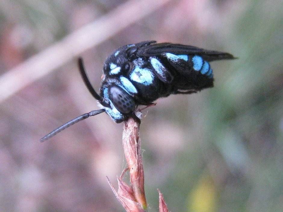 Thyreus nitidulus
