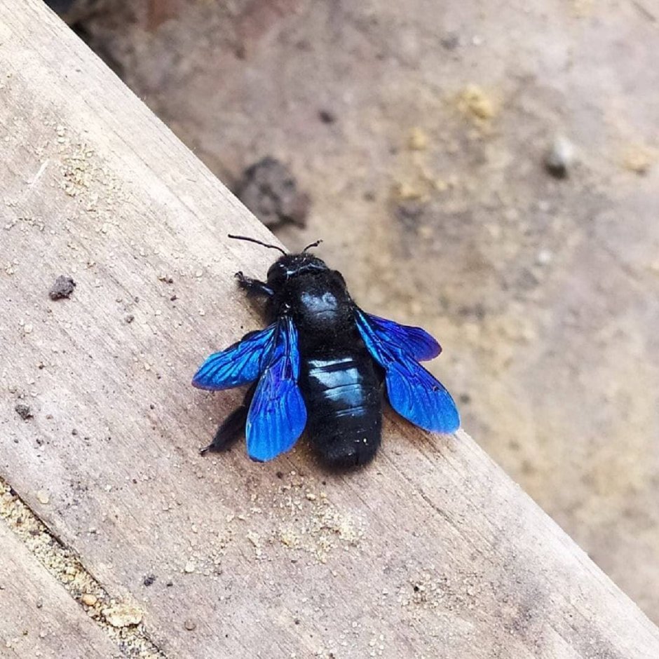 Краснокнижная пчела плотник