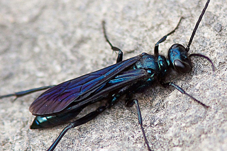 Chalybion californicum