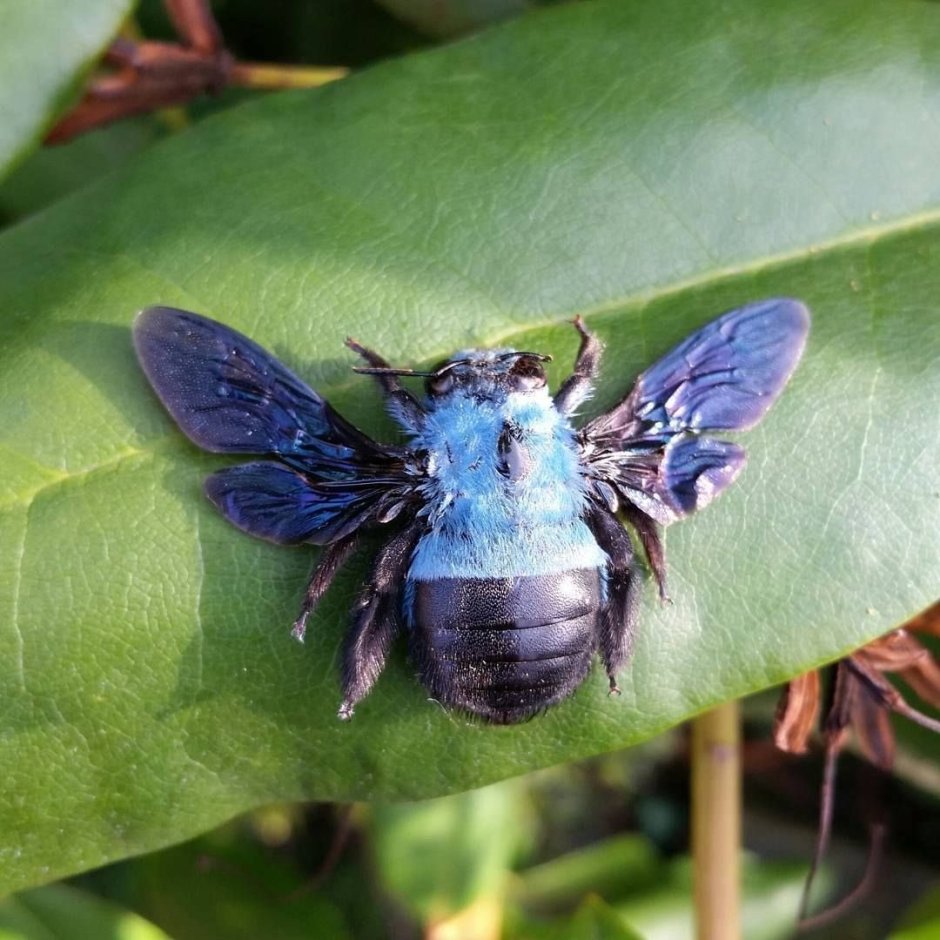 Пчела-плотник Xylocopa caerulea
