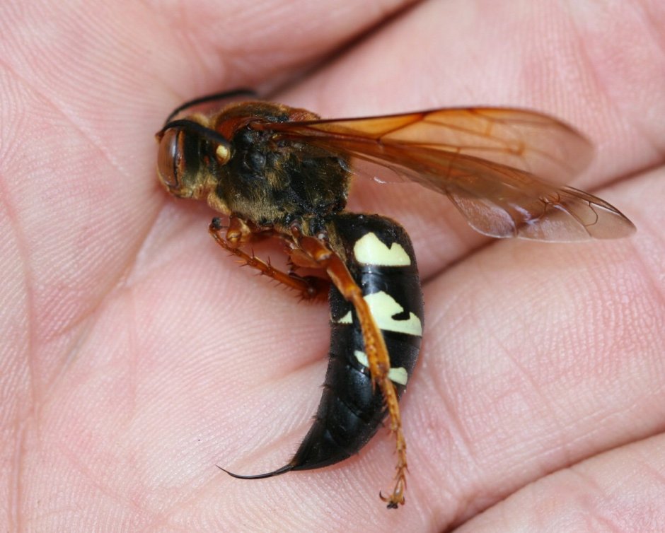 Шершень Дыбовского черный Шершень