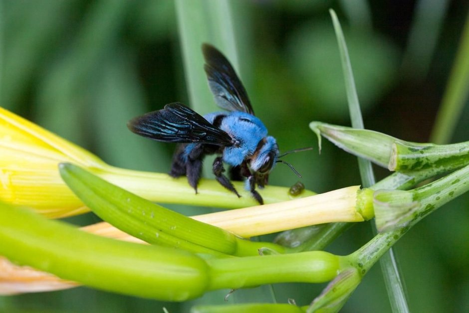 Xylocopa caerulea - пчела