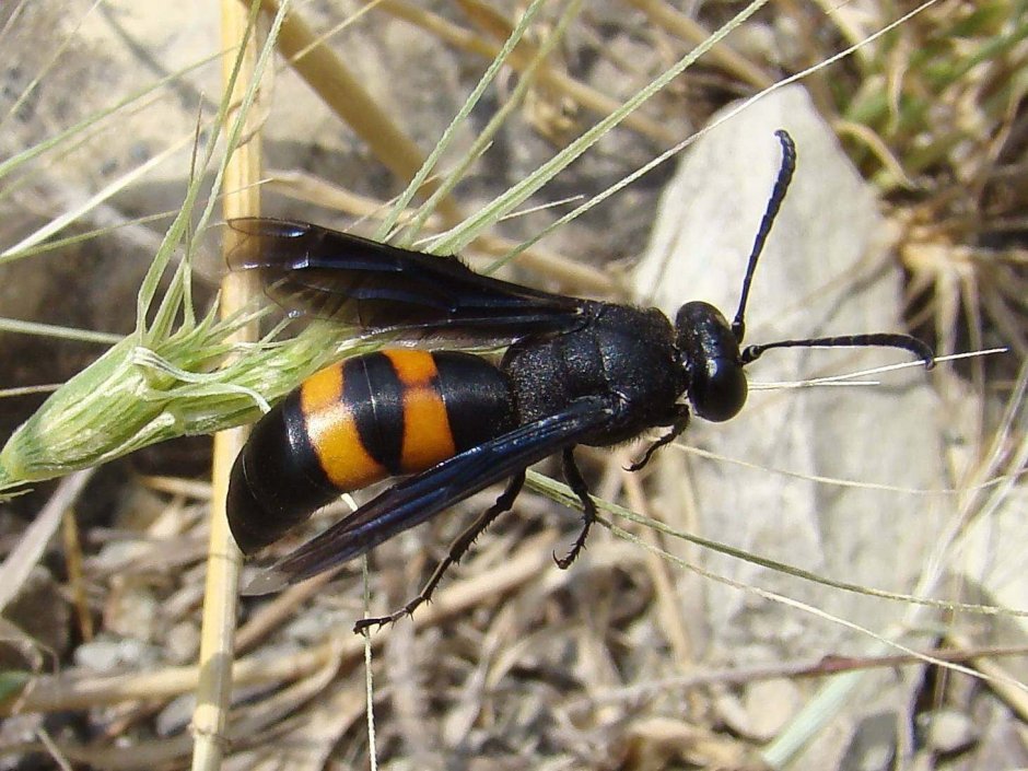 Земляной Шершень