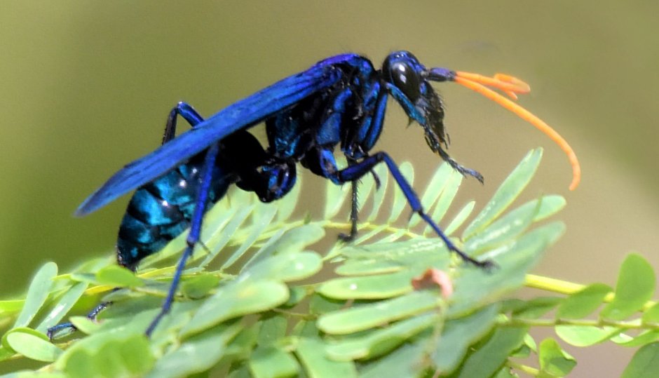 Тропическая Оса тарантуловый ястреб