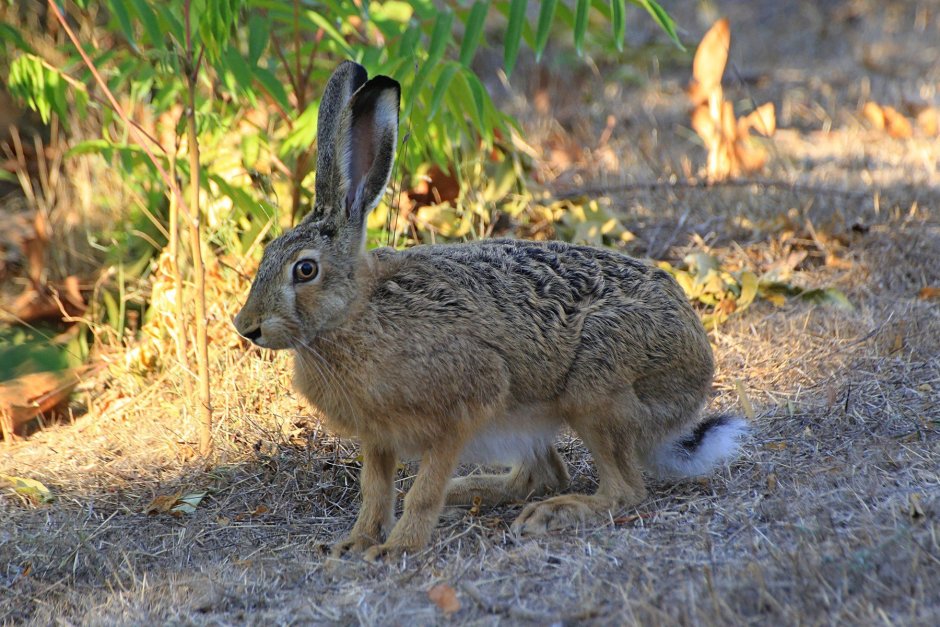 Заяц Русак (Lepus europaeus)