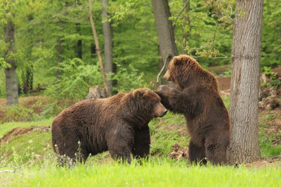 Медведь бурый Ursus arctos Linnaeus, 1758