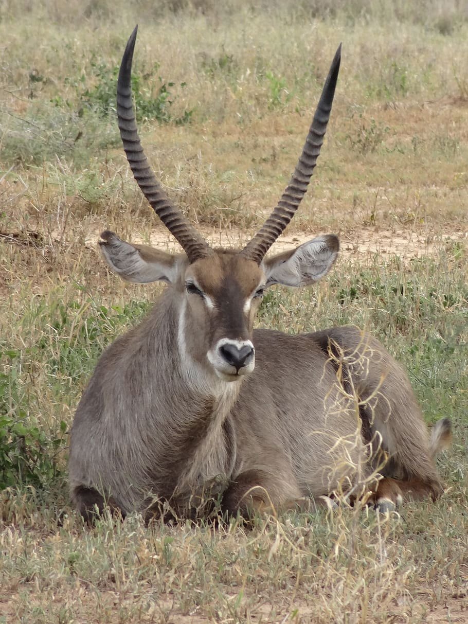 Гемсбок антилопа